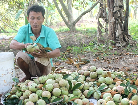 Vú sữa giảm giá, tiêu thụ vẫn thuận lợi