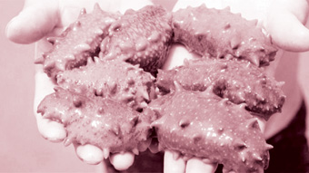 Hải sâm có thể trị ung thư?