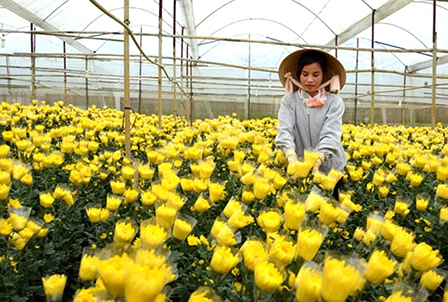 Miền Tây rộn ràng đón hoa tươi Đà Lạt