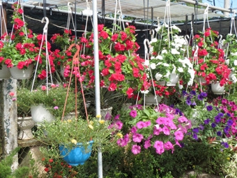 Những làng hoa rộn rã vào xuân