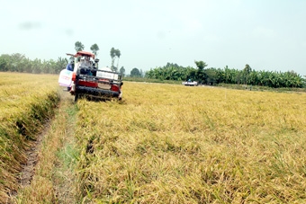 Để vụ lúa đông xuân thắng lợi