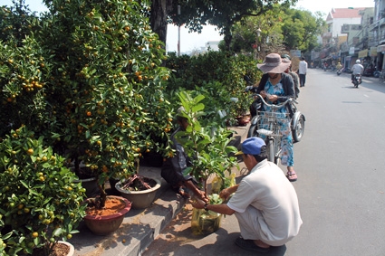 Nhiều loại kiểng trái cho thị trường Tết