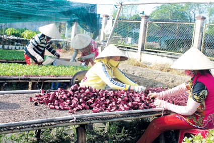 Hướng đến trung tâm cung cấp giống nông nghiệp Đồng bằng