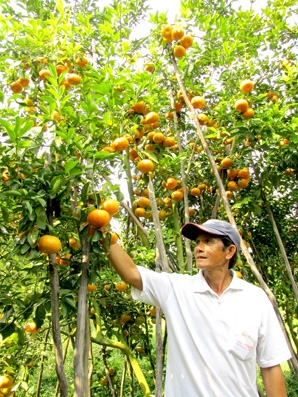 Nhà vườn trồng quýt hồng Tết
lợi nhuận  120-150 triệu đồng/công