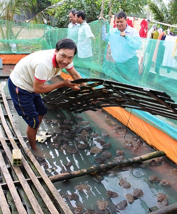 Hiệu quả từ mô hình nuôi ếch Thái