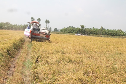 Khẩn trương thực hiện mua tạm trữ 1 triệu tấn quy gạo
vụ đông xuân 2014-2015