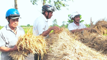 Cho lúa đơm bông