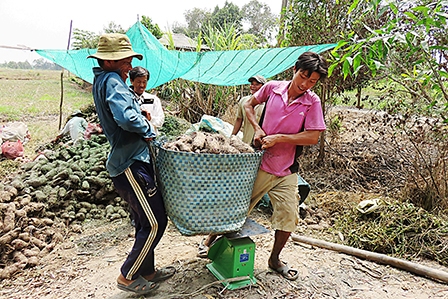 Khoai mỡ trúng mùa, được giá