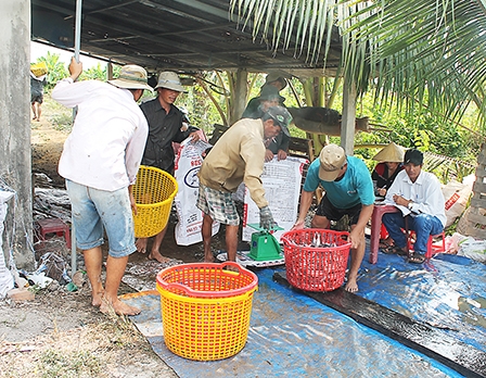Giá cá tra giống tăng