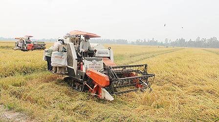 Chủ động thu hoạch thắng lợi lúa đông xuân