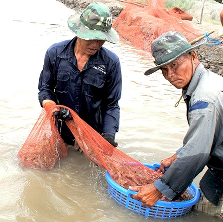 121 ha tôm bị nhiễm bệnh