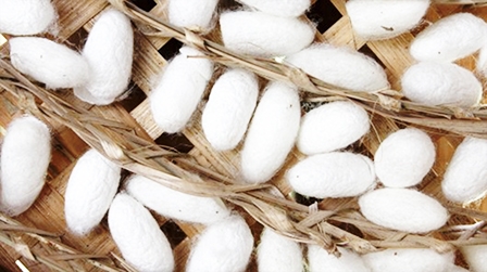 Tơ tằm  vật liệu "xanh" cho thế hệ pin tương lai?