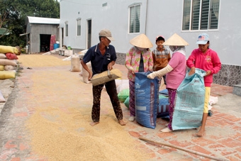 Nông dân khó bán lúa tươi