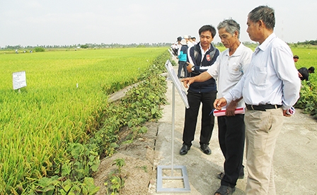 Cải tiến cơ cấu giống lúa vùng Đồng bằng sông Cửu Long