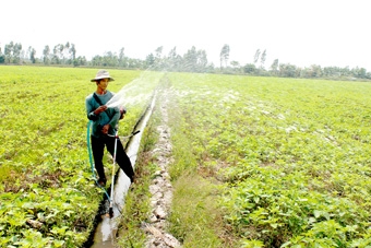 Phát triển sản xuất cây mè 
trên chân ruộng lúa