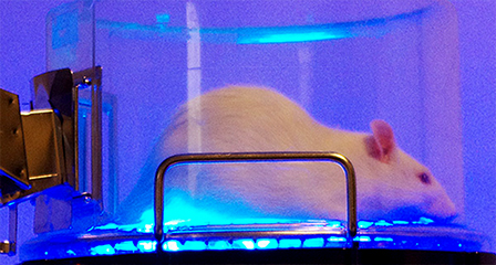 Có thể dùng ánh sáng xanh
chữa rối loạn cương dương?