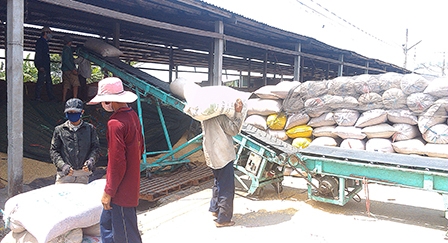 Thiếu lò sấy lúa thời điểm thu hoạch rộ