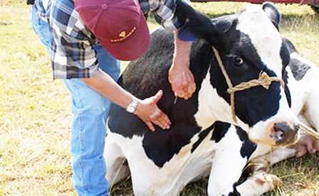 Lạm dụng kháng sinh trong chăn nuôi 
làm tăng lo ngại về “siêu vi khuẩn”