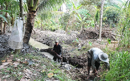 Bảo vệ vườn cây ăn trái 
trong mùa nắng nóng