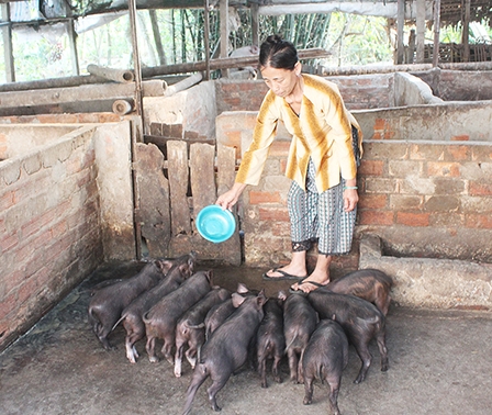 Nuôi heo rừng, heo tộc lai 
bán được giá cao