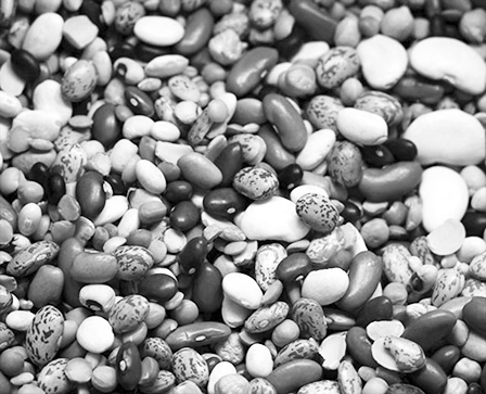 Lai tạo thành công 30 giống đậu chịu hạn cao