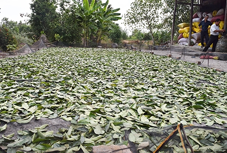 Người dân đổ xô bán lá mãng cầu gai