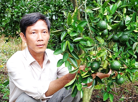 Làm vườn trên đất rừng U Minh Hạ