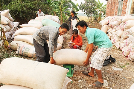 Doanh nghiệp chậm thu mua lúa trực tiếp từ nông dân