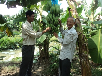 HIỆU QUẢ TỪ MÔ HÌNH TRỒNG CHUỐI GIÀ CẤY MÔ