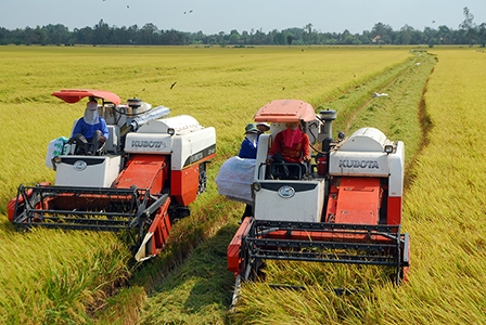 Giá lúa vẫn chưa có lợi cho nông dân