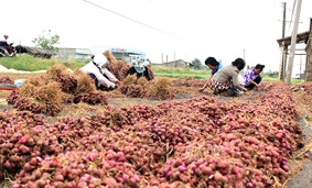 Thanh niên chung tay hỗ trợ nông dân tiêu thụ hành tím