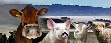 Thay thịt gia súc bằng gia cầm có thể hạn chế quá trình 

biến đổi khí hậu