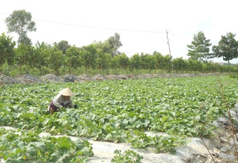 Điểm sáng của ngành nông nghiệp