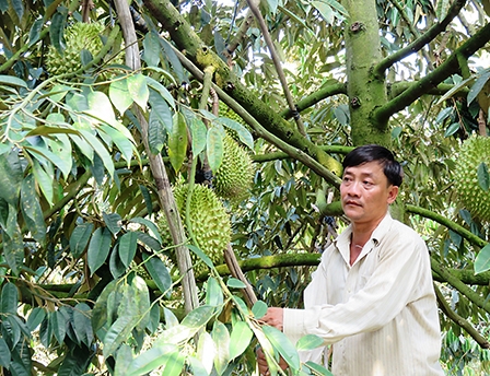 Làm giàu từ cây sầu riêng