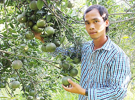 Kỹ sư về quê trồng cam kiếm tiền tỉ