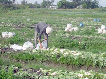 Củ cải trắng Vĩnh Châu