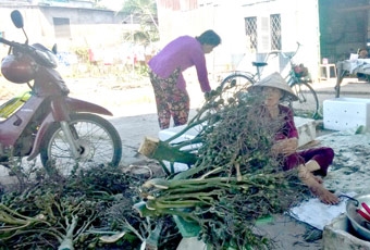 Thương lái lại mua hàng "lạ đời”
