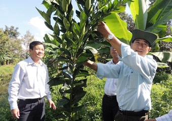 Nâng cao hiệu quả 
sản xuất nông nghiệp