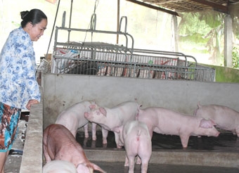 GIẢI PHÁP PHÁT TRIỂN 
CHO NGÀNH CHĂN NUÔI  THÚ Y