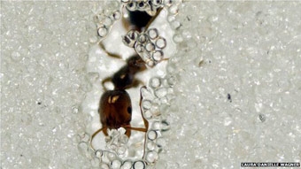 Kiến là “bậc thầy” về kỹ năng đào đất làm ổ