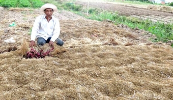 VỀ ĐÂU HÀNH TÍM VĨNH CHÂU?