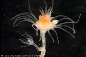 Những phương pháp chăm con kỳ lạ nhất thế giới động vật