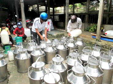 Nông dân điêu đứng vì chưa
tìm được “đầu ra” cho sữa bò