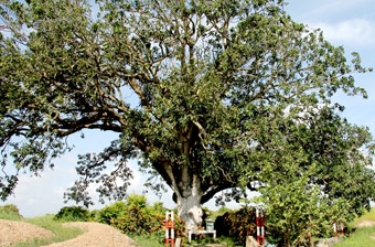 Cây xoài hơn 300 năm tuổi được công nhận Cây Di sản Việt Nam