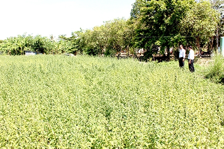 Đẩy mạnh phát triển cây màu