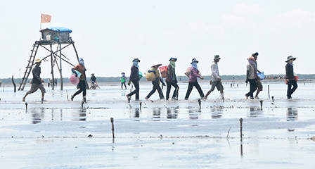 Bạc đầu vì nghêu!