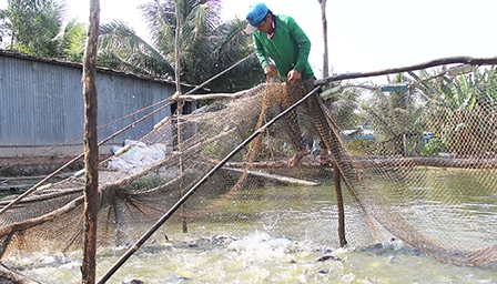 Để con cá tra có thể “làm giá”