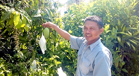 Người trồng không dám ăn, 
người mua chỉ để chưng