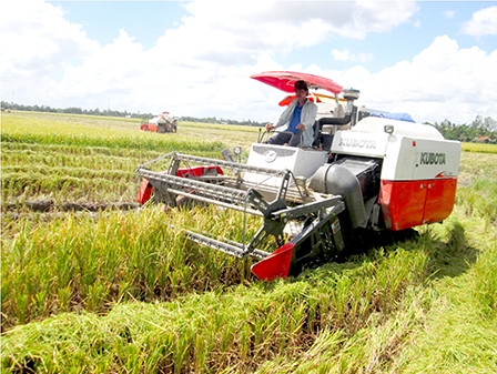 Hạt gạo Sóc Trăng khẳng định vị thế