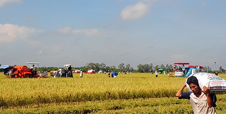 Hạt gạo đã vươn xa!